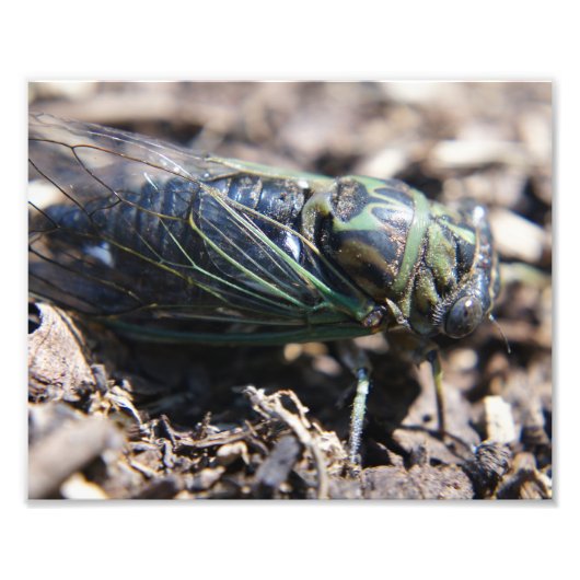 Cicada 8x10 Foto afdrukken (Voorkant)