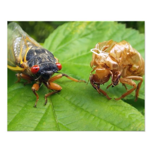 cicada and shell foto afdruk (Voorkant)
