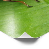 cicada and shell foto afdruk (Hoek)