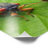 cicada and shell foto afdruk (Hoek)