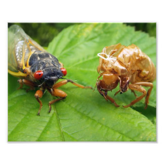 cicada and shell foto afdruk