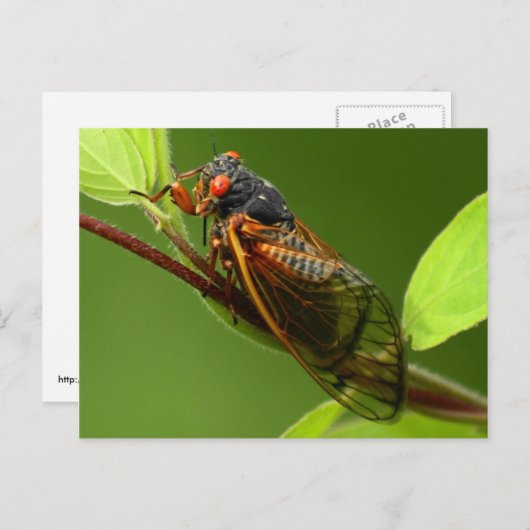 Cicada Briefkaart (Voorkant / Achterkant)