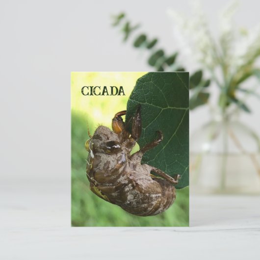 Cicada - Briefkaart (Staand voorkant)