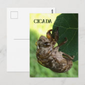 Cicada - Briefkaart (Voorkant / Achterkant)