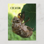 Cicada - Briefkaart (Voorkant)