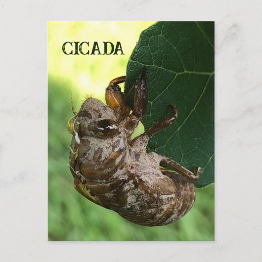 Cicada - Briefkaart (Voorkant)