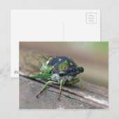 Cicada Briefkaart (Voorkant / Achterkant)
