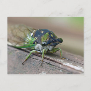 Cicada Briefkaart