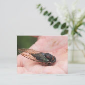 Cicada Briefkaart (Staand voorkant)