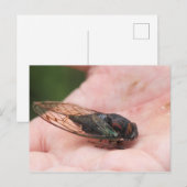 Cicada Briefkaart (Voorkant / Achterkant)