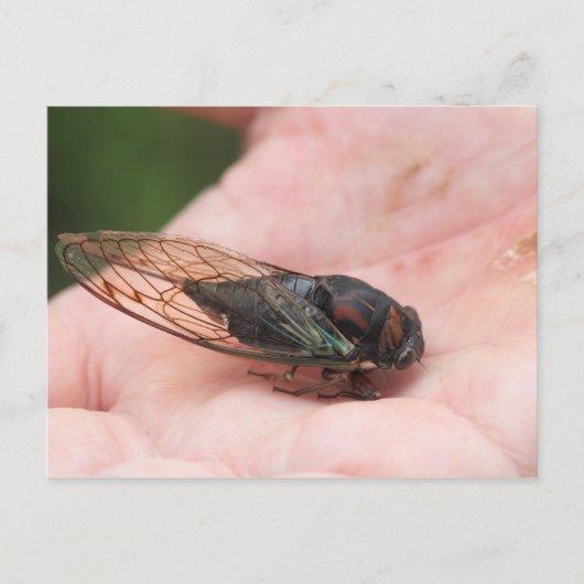 Cicada Briefkaart (Voorkant)