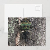 Cicada Briefkaart (Voorkant / Achterkant)