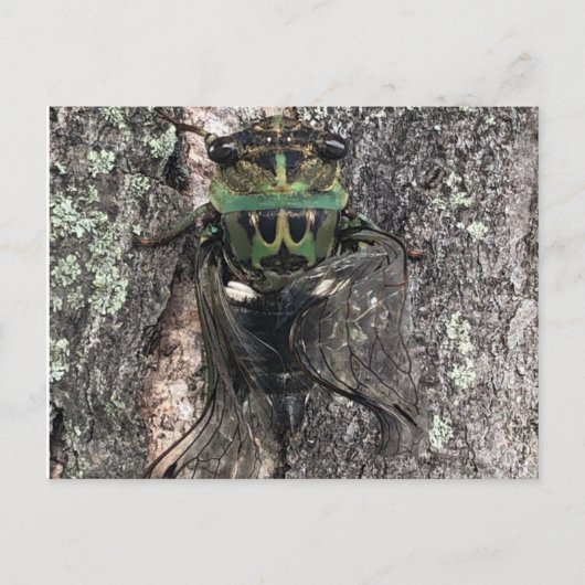 Cicada Briefkaart (Voorkant)