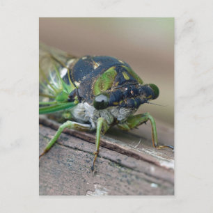 Cicada Briefkaart