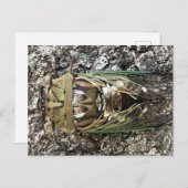 Cicada Briefkaart (Voorkant / Achterkant)