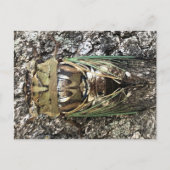 Cicada Briefkaart (Voorkant)