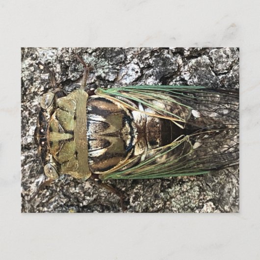 Cicada Briefkaart (Voorkant)
