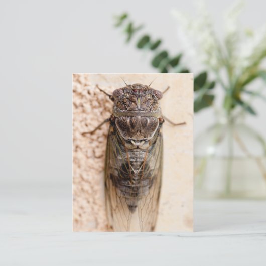 cicada briefkaart (Staand voorkant)