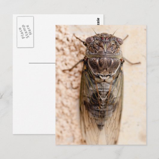 cicada briefkaart (Voorkant / Achterkant)