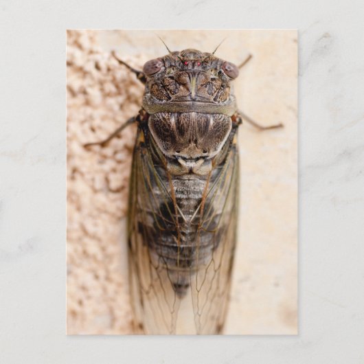 cicada briefkaart (Voorkant)