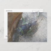 Cicada-Briefkaart Briefkaart (Voorkant / Achterkant)