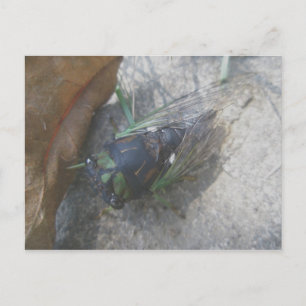 Cicada-Briefkaart Briefkaart