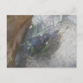 Cicada-Briefkaart Briefkaart (Voorkant)