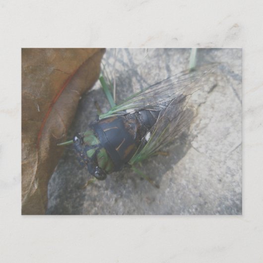 Cicada-Briefkaart Briefkaart (Voorkant)