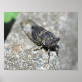 Cicada Bug Van dichtbij Insect Poster (Voorkant)