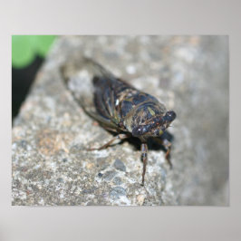 Cicada Bug Van dichtbij Insect Poster