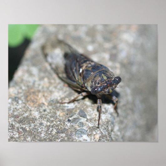 Cicada Bug Van dichtbij Insect Poster (Voorkant)