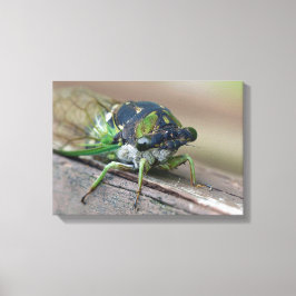 Cicada Canvas Afdruk