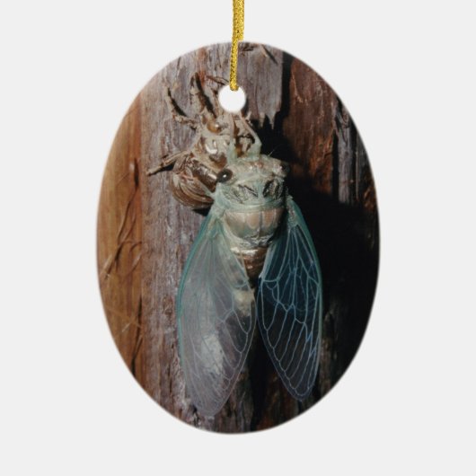 Cicada droogt zijn vleugels keramisch ornament (Voorkant)