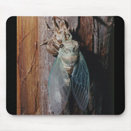 Cicada droogt zijn vleugels muismat (Voorkant)