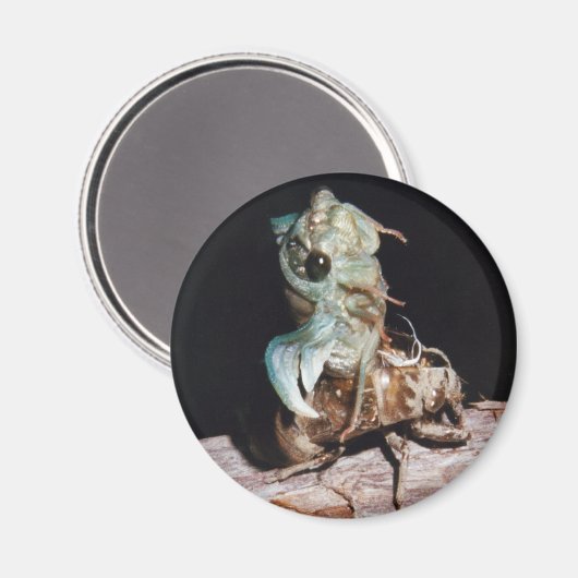 Cicada Emerging from Shell Magneet (Voorkant / Achterkant)