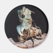 Cicada Emerging from Shell Magneet (Voorkant)