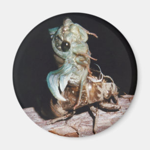 Cicada Emerging from Shell Magneet