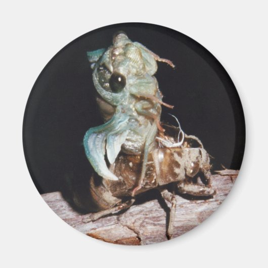 Cicada Emerging from Shell Magneet (Voorkant)