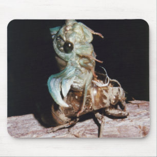 Cicada Emerging from Shell Muismat