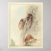 CICADA - Insect Book Illustration Poster (Voorkant)