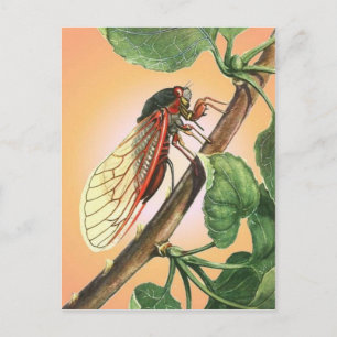 Cicada Insect Illustration Art Briefkaart