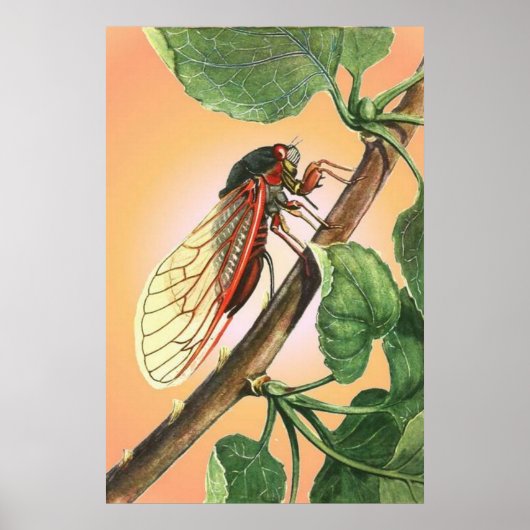 Cicada Insect Illustration Art Poster (Voorkant)