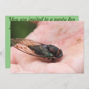 Cicada Kaart