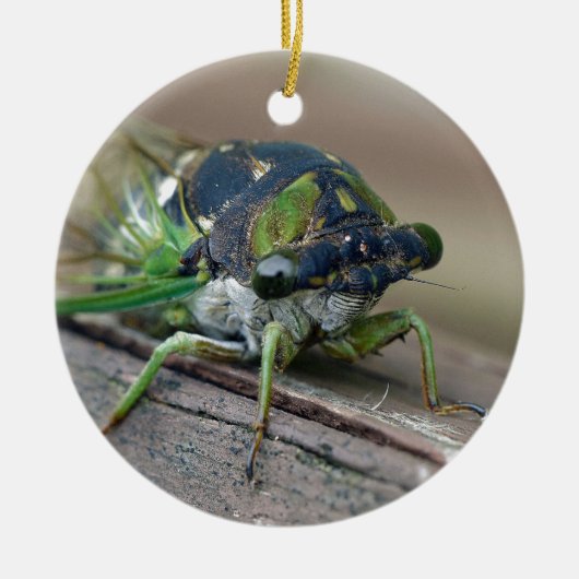 Cicada Keramisch Ornament (Voorkant)