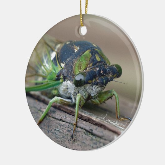 Cicada Keramisch Ornament (Links)
