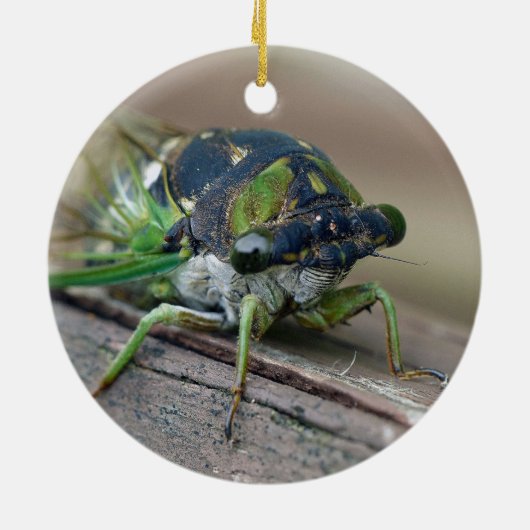 Cicada Keramisch Ornament (Achterkant)