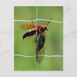Cicada killerwas houdt dode cicada vast briefkaart
