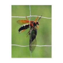 Cicada killerwas houdt dode cicada vast