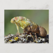 Cicada komt uit zijn exuvia briefkaart (Voorkant)