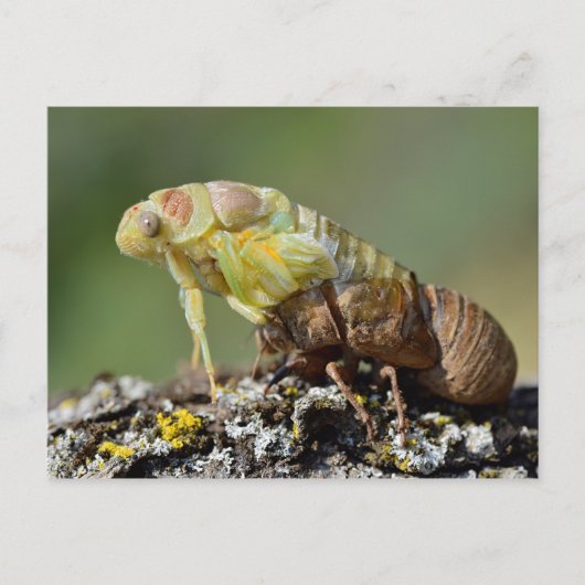 Cicada komt uit zijn exuvia briefkaart (Voorkant)